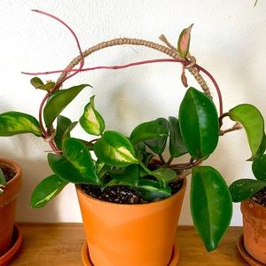 Handmade Hoya HOOP TRELLIS